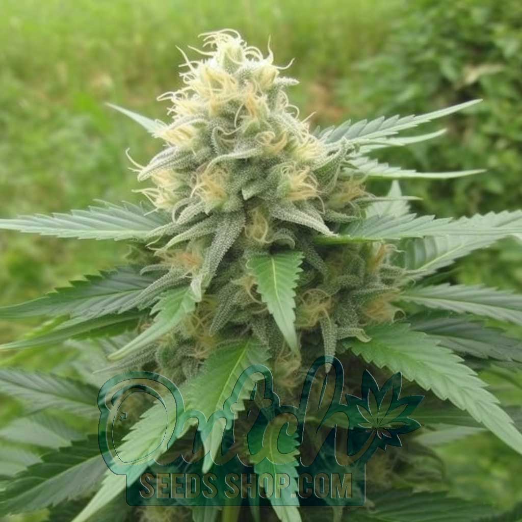 Larry OG Feminized Seeds – : 10 seeds