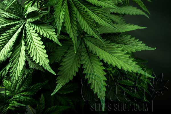 Leafy Advice for Cannabis Growers