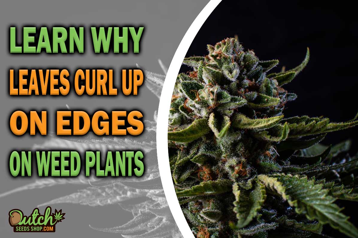 Learn Why Leaves Curling Up on Edges in Cannabis Plants