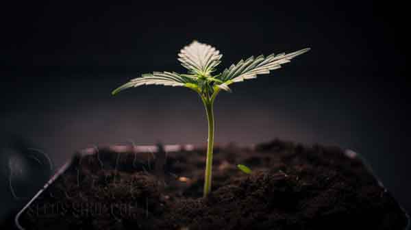 Lights Schedule For Autoflower Cannabis Seedlings