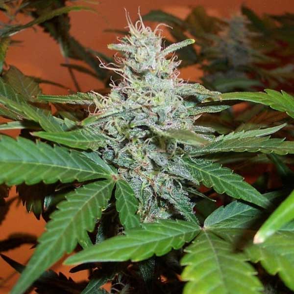Buy Lowryder Feminized Cannabis Seeds For Sale - DSS