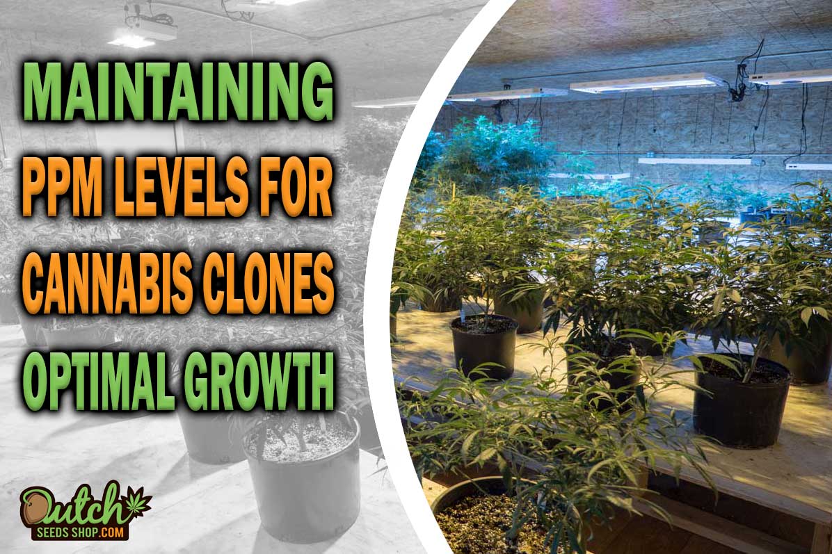 Optimal PPM for Cannabis Clones
