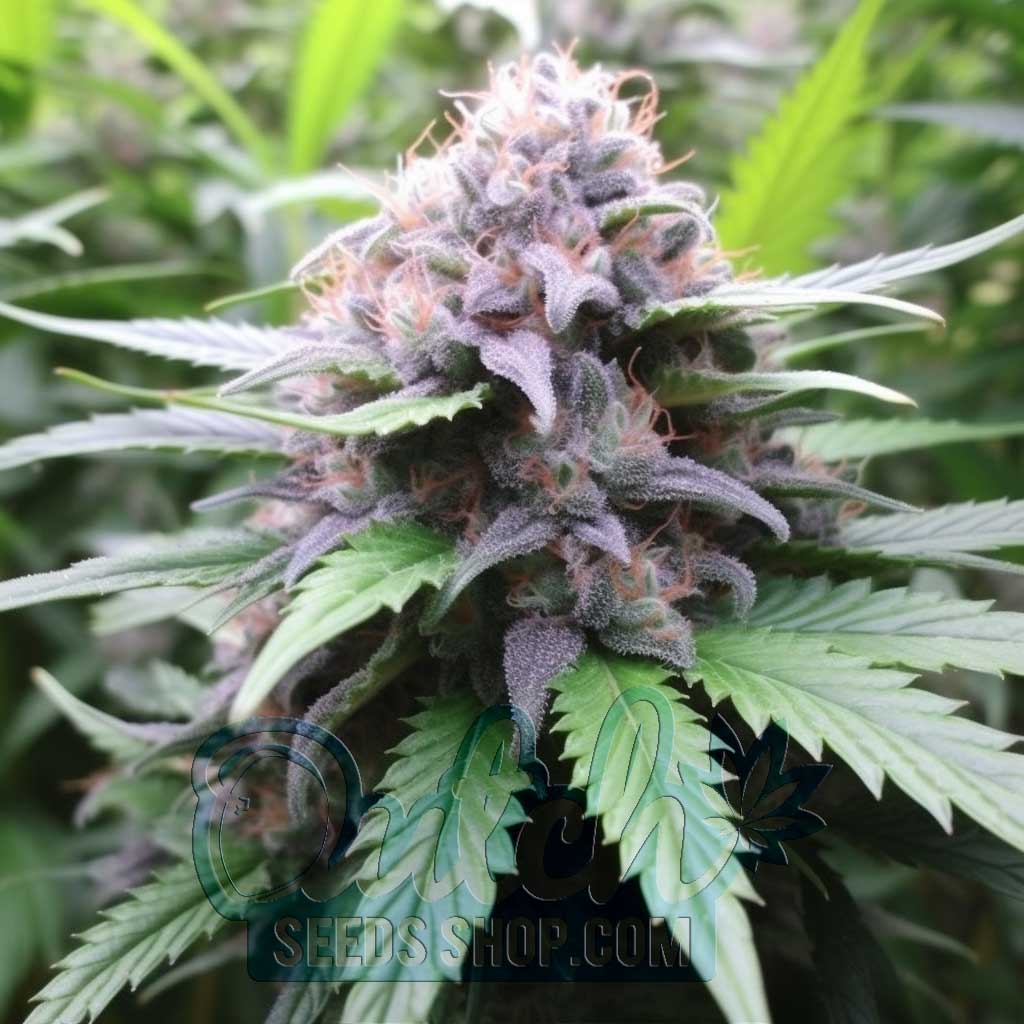 Mango Kush Feminized Seeds – : 5 seeds