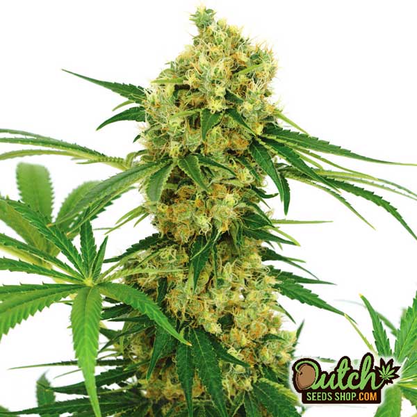 Buy Chocolope Feminized Weed Seeds Online For Sale - DSS