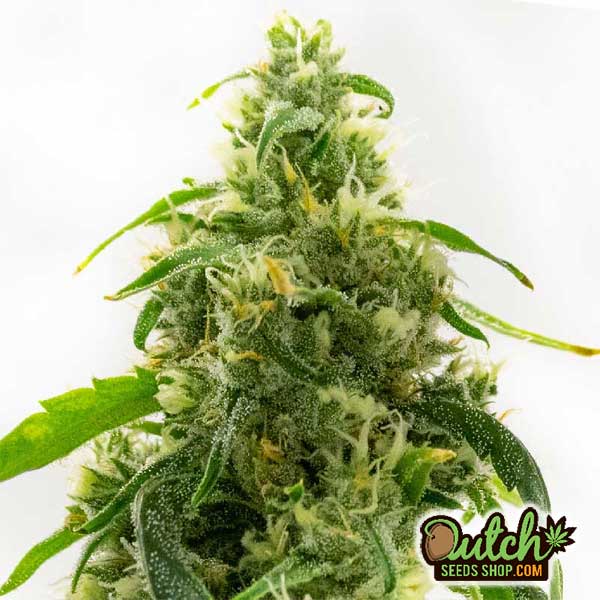 Buy Candyland Peyote Feminized Cannabis Seeds Online - DSS