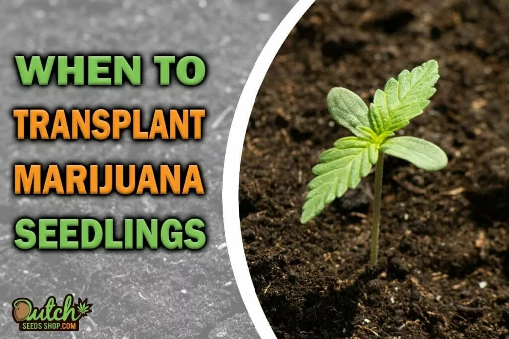Marijuana Seedlings: Light, Water, and When to Transplant