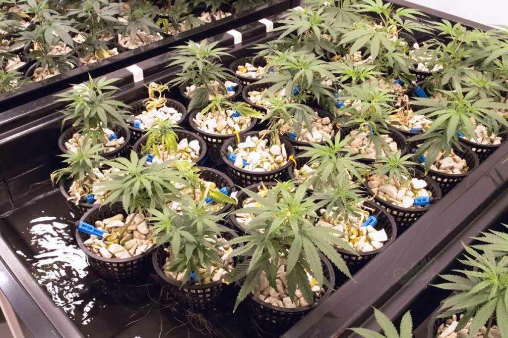 Marijuana hydroponics setup