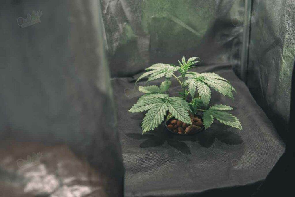 Marijuana in Grow Tent