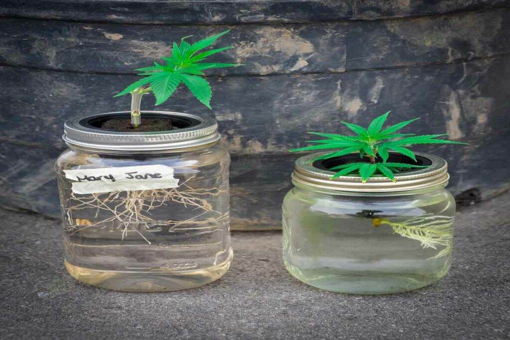 Marijuana in jars hydroponic method