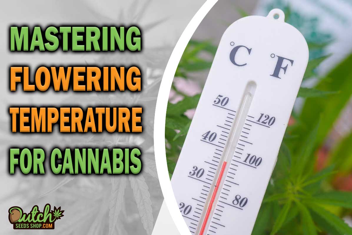 Mastering Flowering Temperature for Cannabis Plants