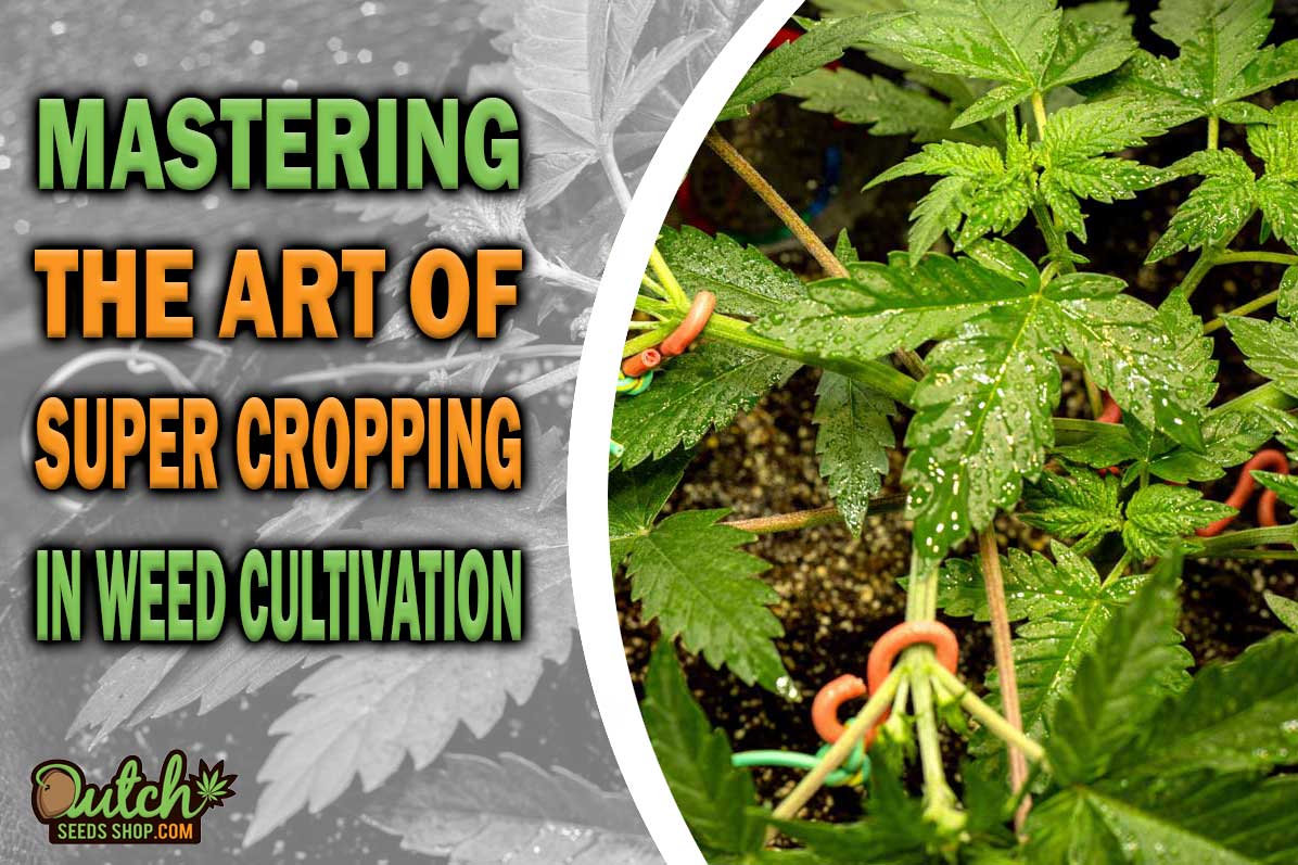Mastering the Art of Super Cropping in Cannabis Cultivation