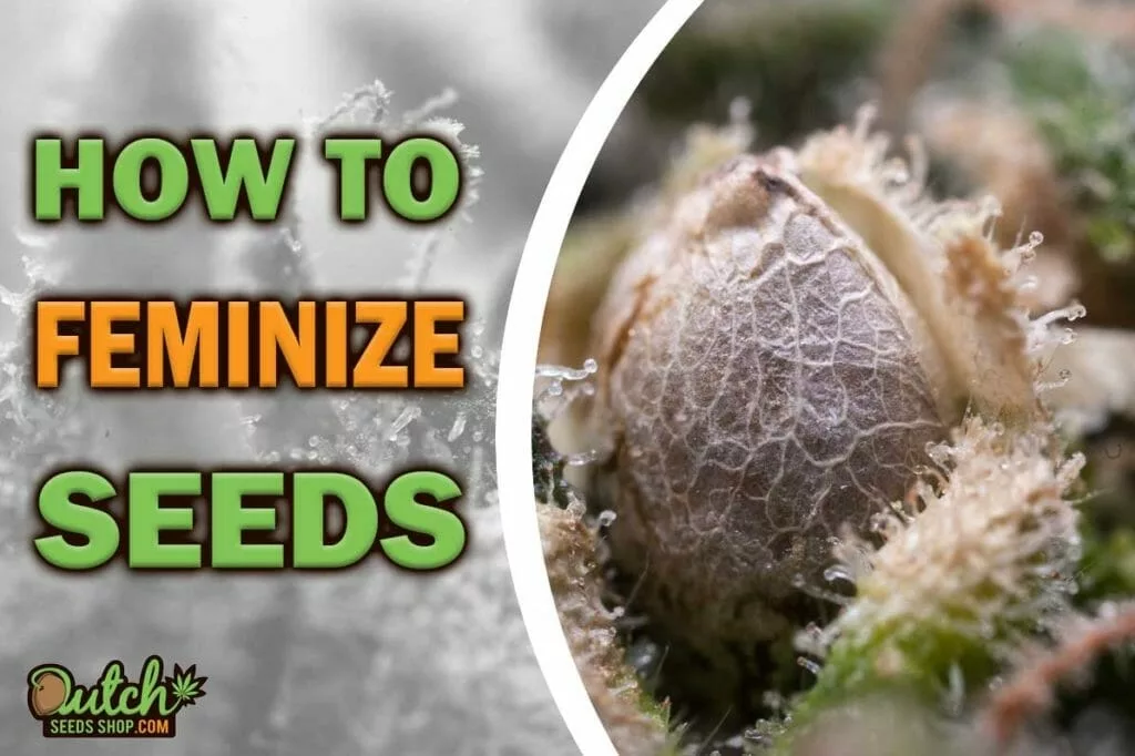 Maximize Your Harvest: Learn How to Feminize Seeds At Home