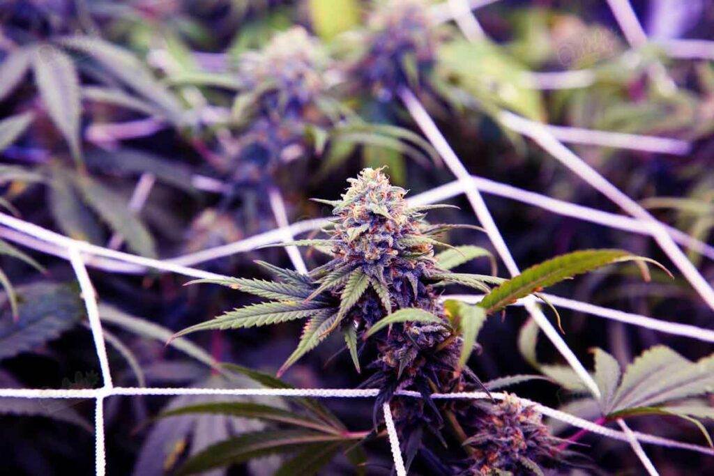 Maximizing Autoflowering Cannabis Yield