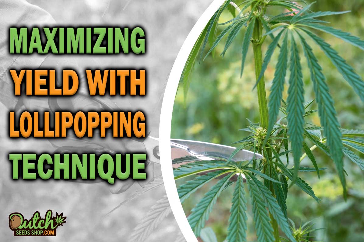 Lollipopping: The Secret to Maximizing Cannabis Yields