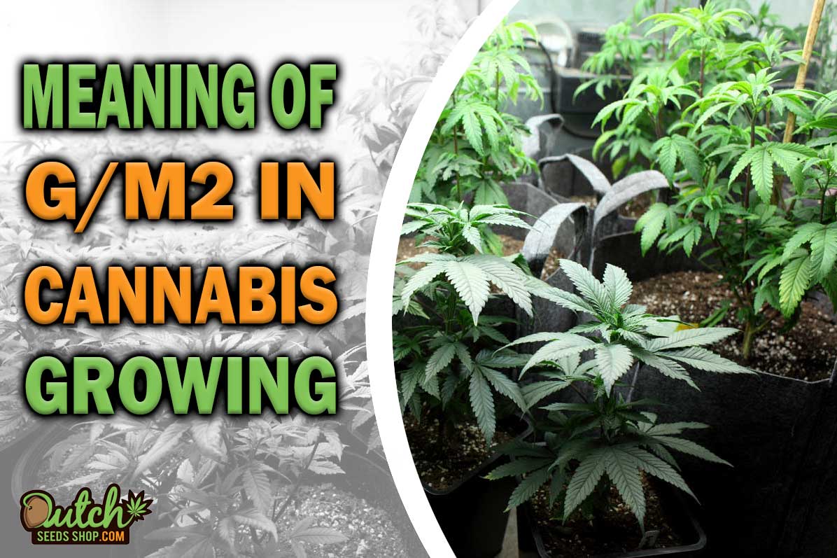 g/m2 Meaning in Cannabis Growing