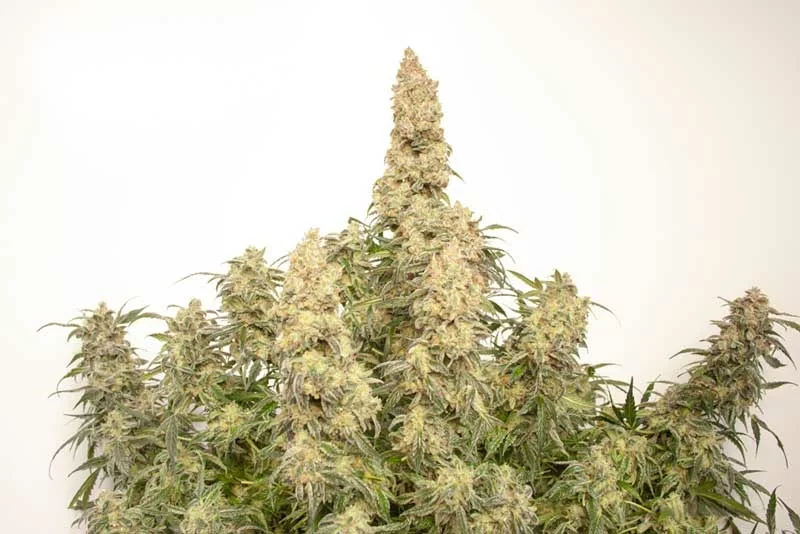 Medicinal Application
