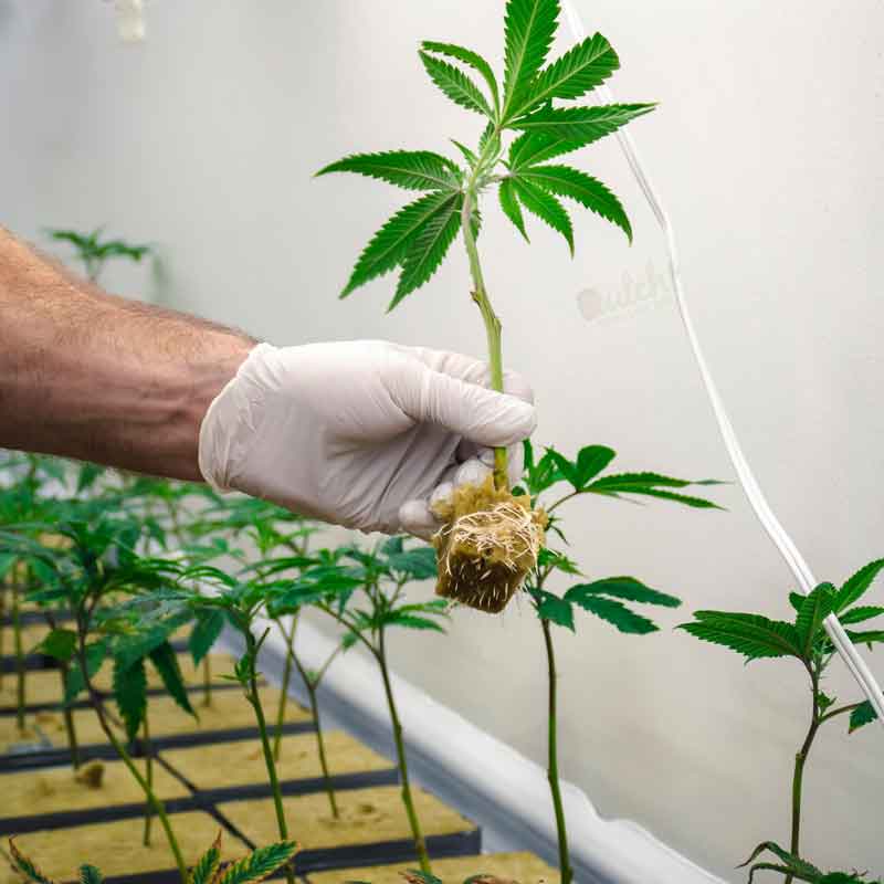 Methods of How To Clone Marijuana Plants