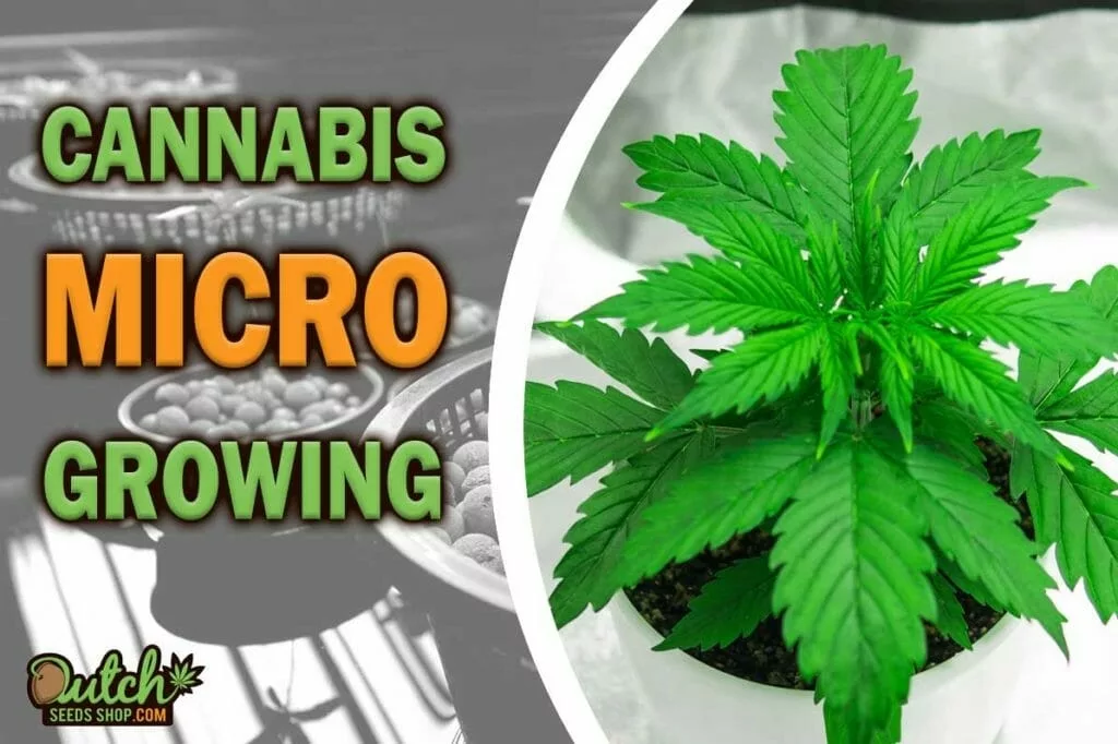 Micro Growing Cannabis: Tips & Techniques