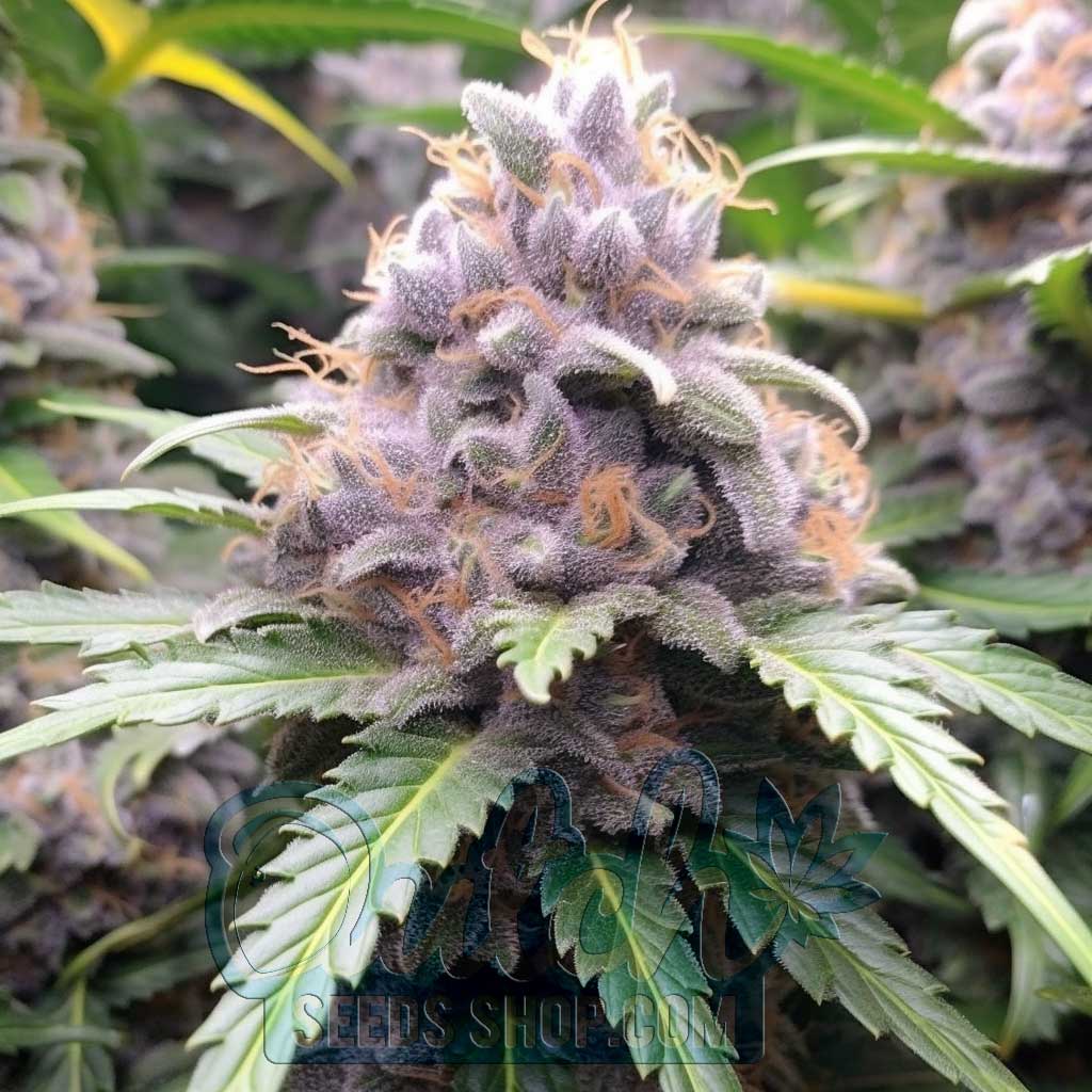 Buy Mimosa Feminized Cannabis Seeds For Sale Online - DSS