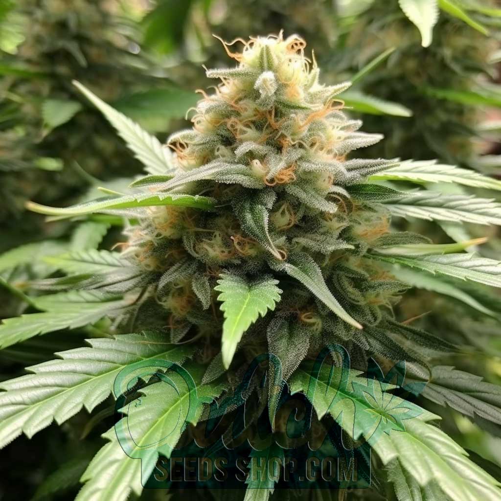 Buy Moby Dick Feminized Cannabis Seeds For Sale - DSS