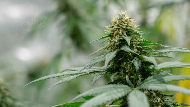 Most Potent Auto Cannabis Seeds White Widow
