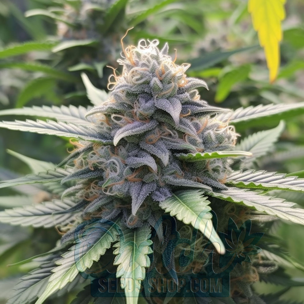 Buy Mother Of All Buds Feminized Seeds For Sale - DSS