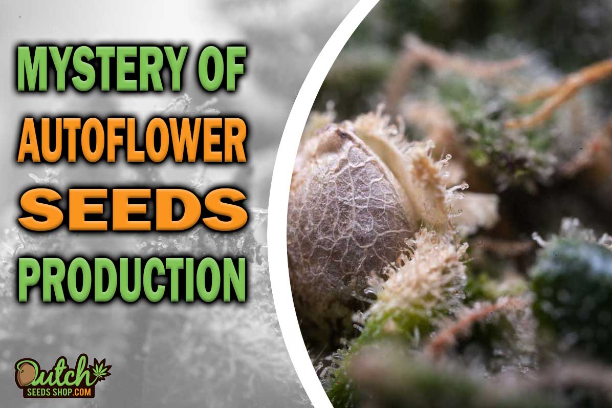Do Feminized Autoflowering Plants Produce Seeds?