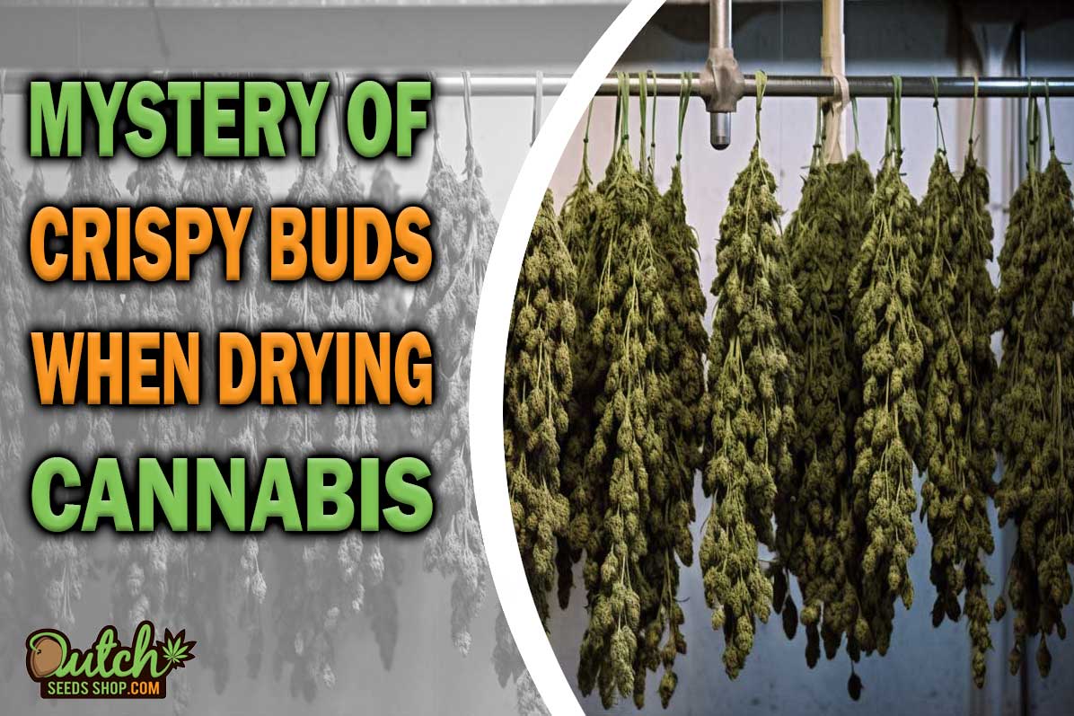 The Mystery of Crispy Buds When Drying Weed