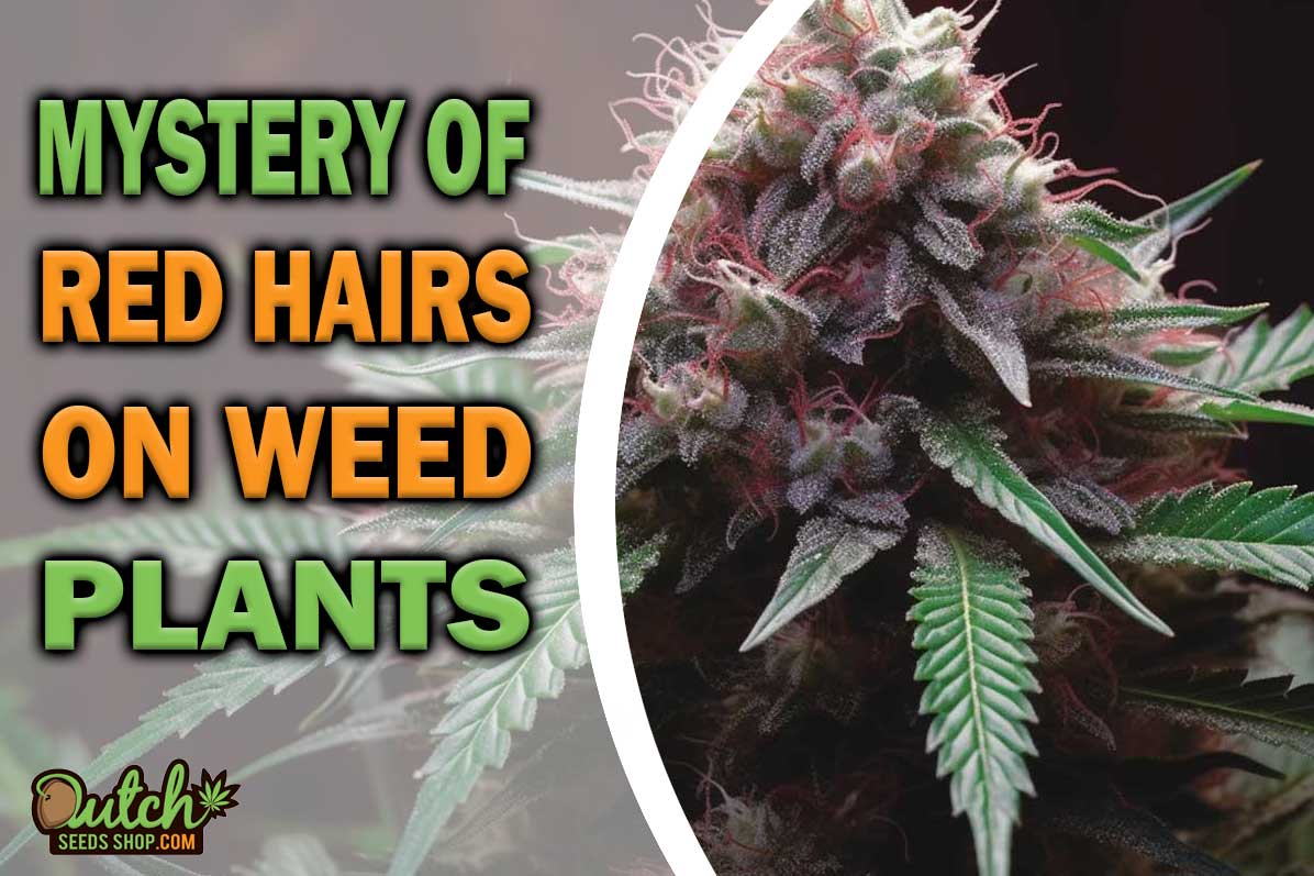 The Mystery of Red Hairs on Weed