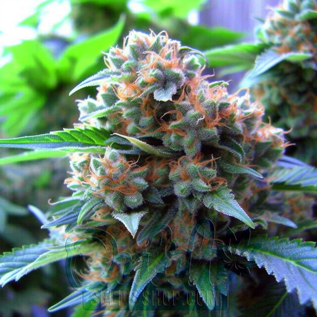 Buy NYC Diesel Feminized Cannabis Seeds For Sale - DSS