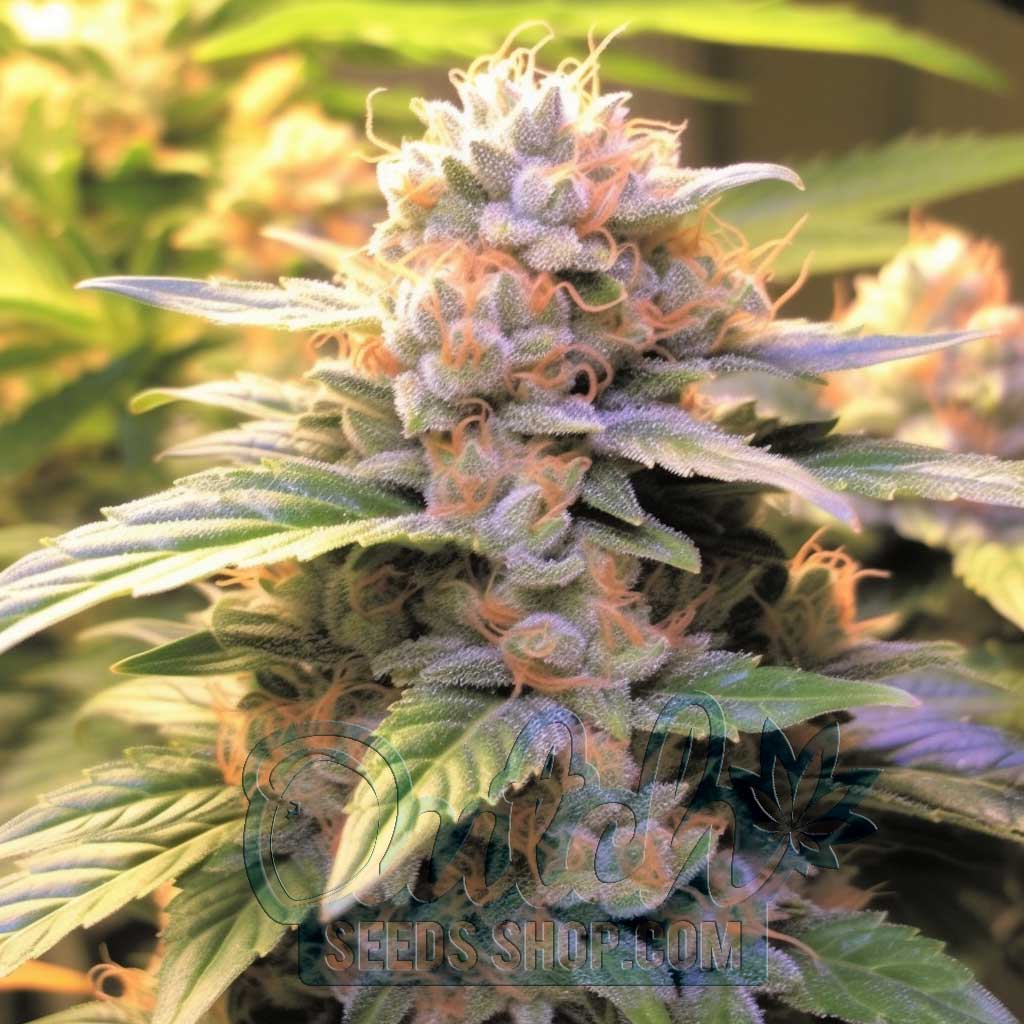 Buy Northern Lights x Big Bud Feminized Seeds For Sale - DSS