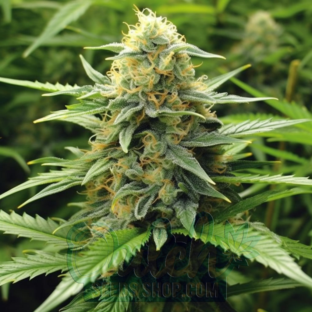 Buy Northern Lights x Shiva Feminized Seeds For Sale - DSS