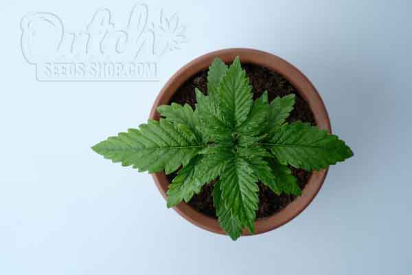 Nutrients Requirements of Cannabis Plants in Vegetative State