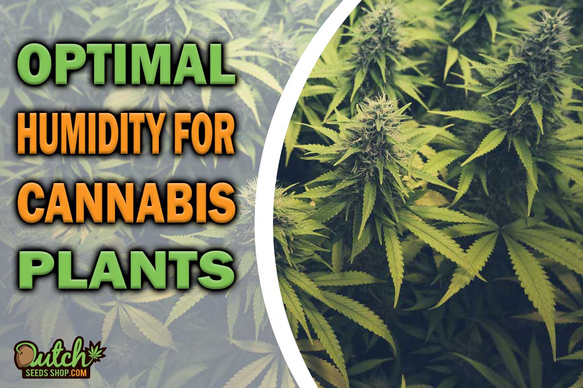 Guide To Best Humidity Levels For Growing Cannabis Indoors