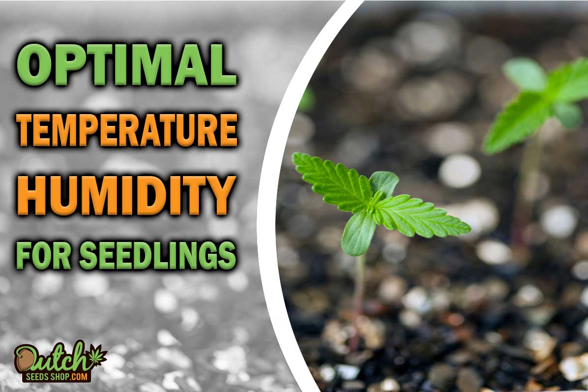 Cannabis Seedling Temperature and Humidity