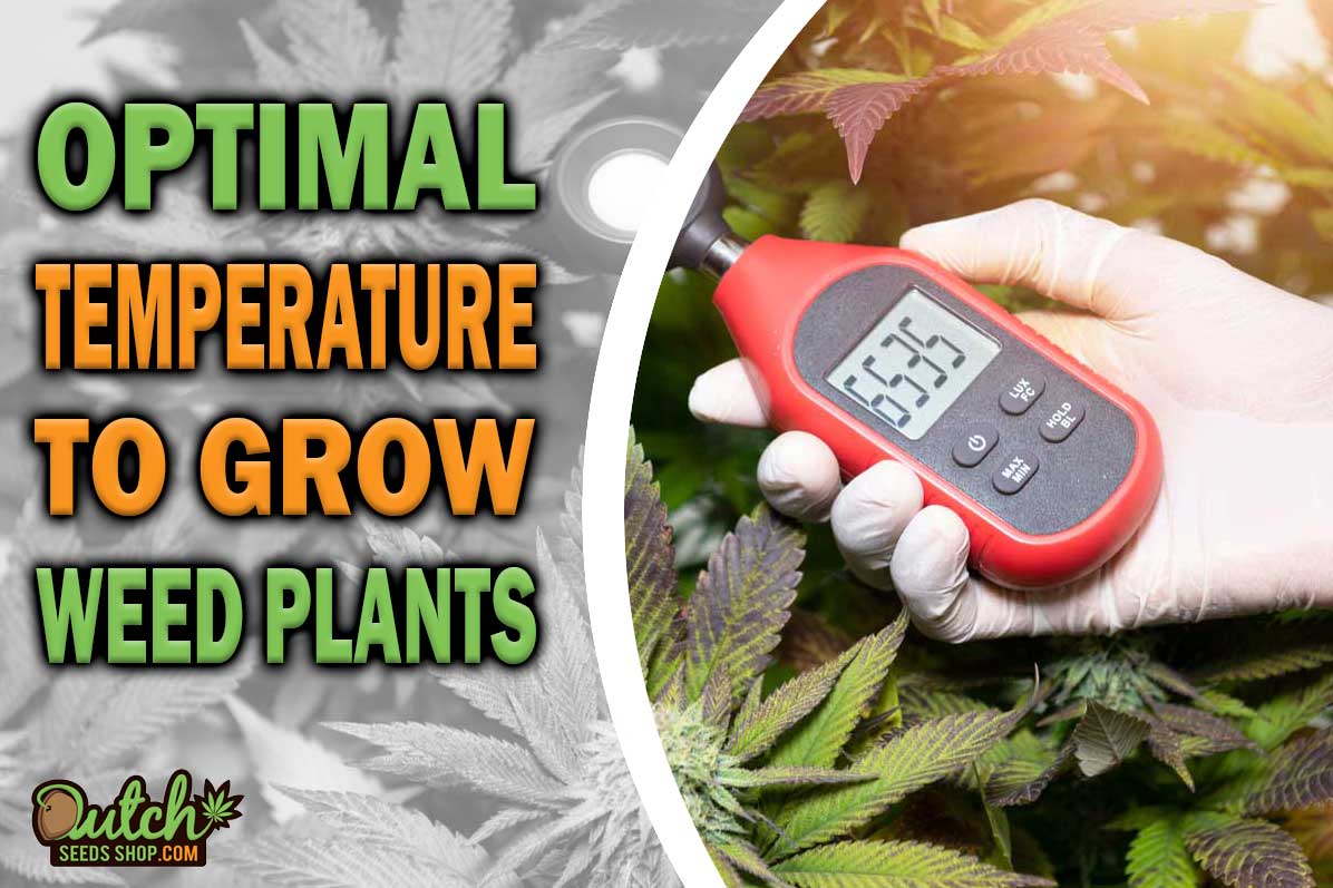 Grow Room Guide: Best Temperature for Growing Weed Indoors