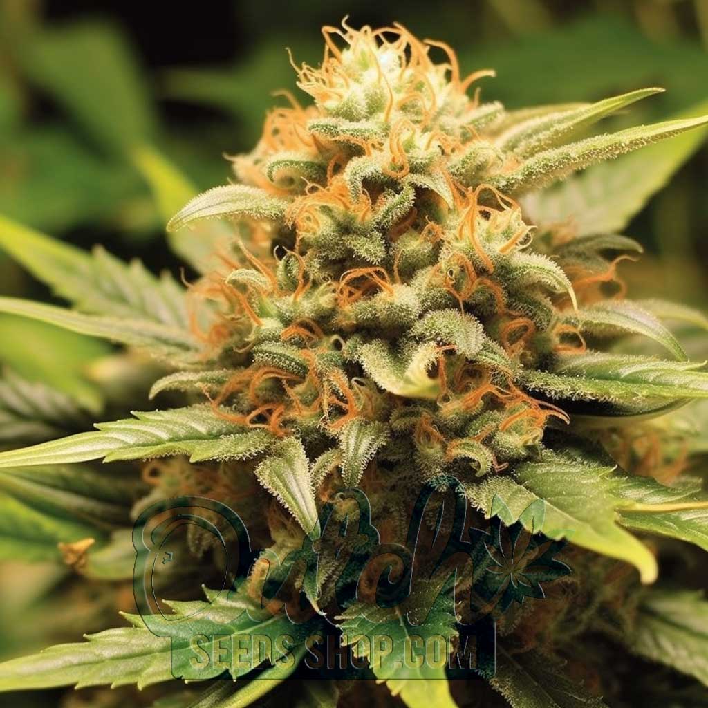 Buy Orange Bud Feminized Cannabis Seeds For Sale - DSS