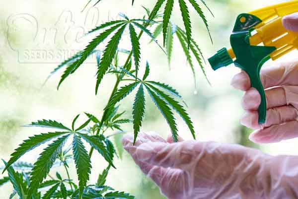 Organic and Synthetic Types of Cannabis Fertilizers