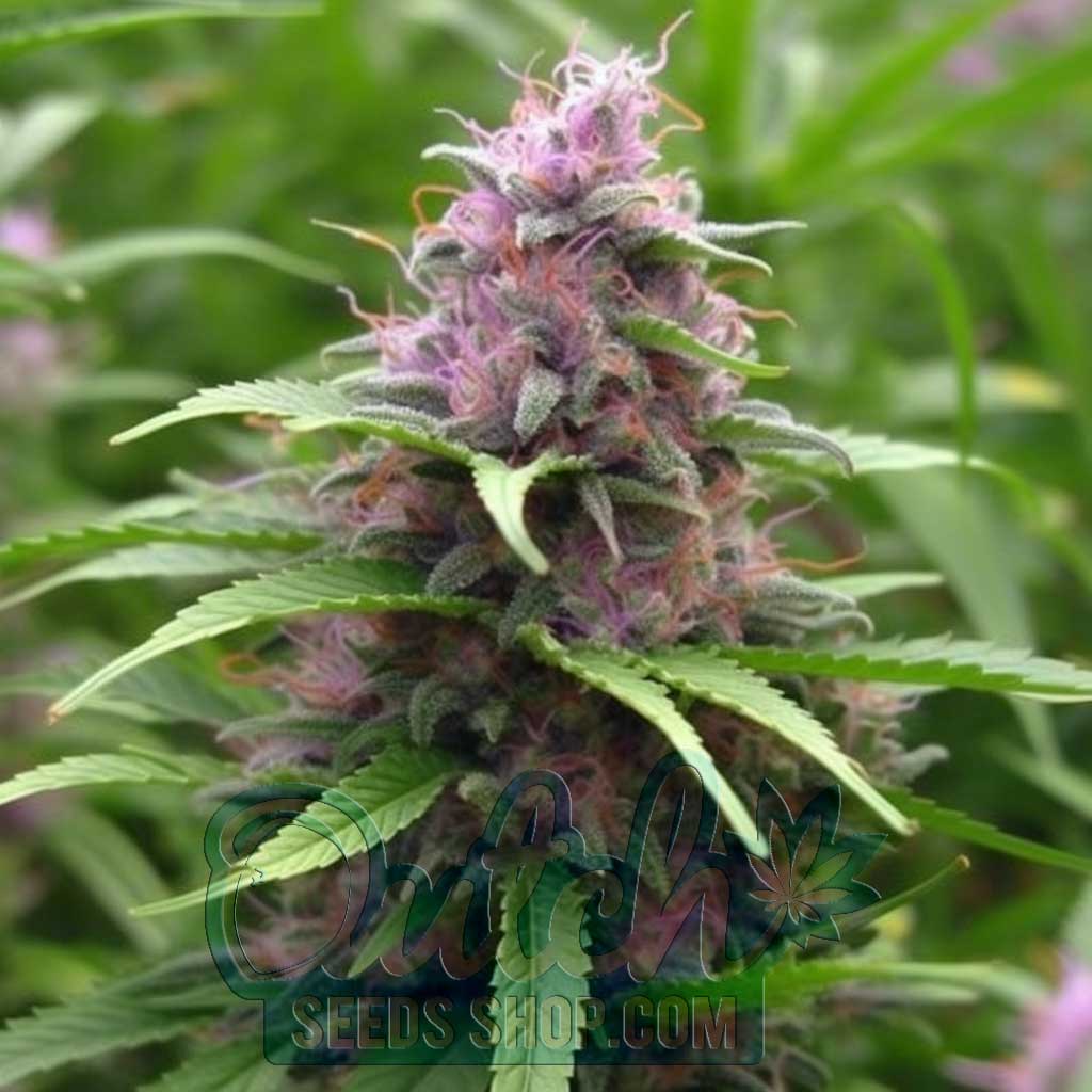 Buy Panama Red Seeds Feminized Cannabis Online - DSS