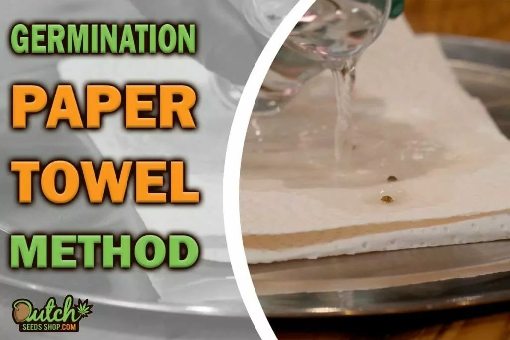 Paper Towel Method: How to Germinate Cannabis Seeds