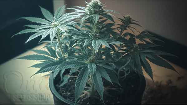 Perfect Soil Temperature for Marijuana Growing