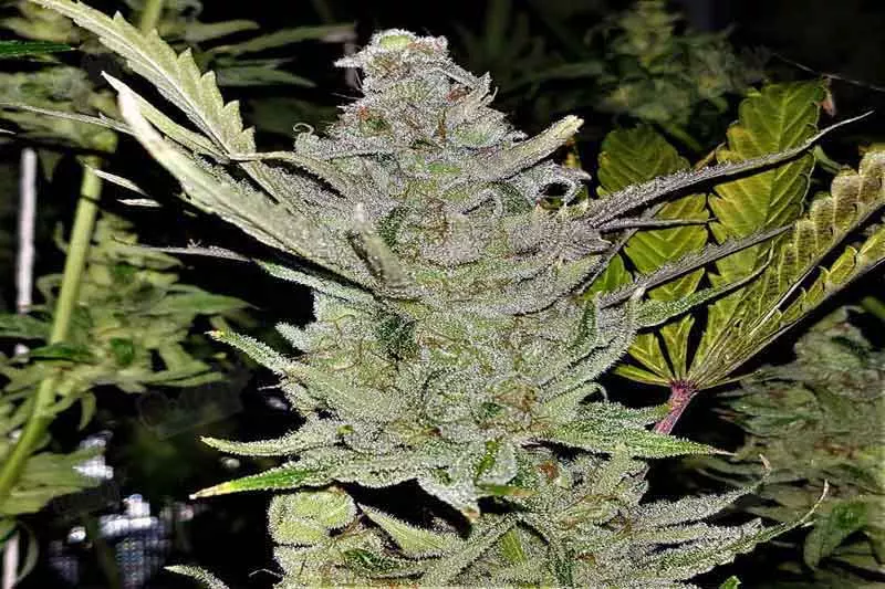 Pineapple Express A Tropically Tempting Autoflower