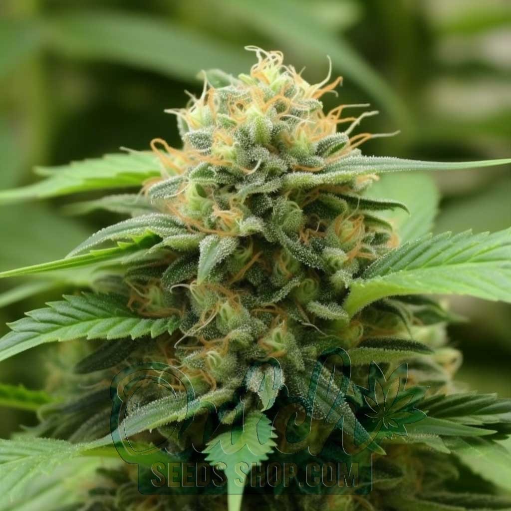 Buy Pineapple Express Feminized Cannabis Seeds Online - DSS