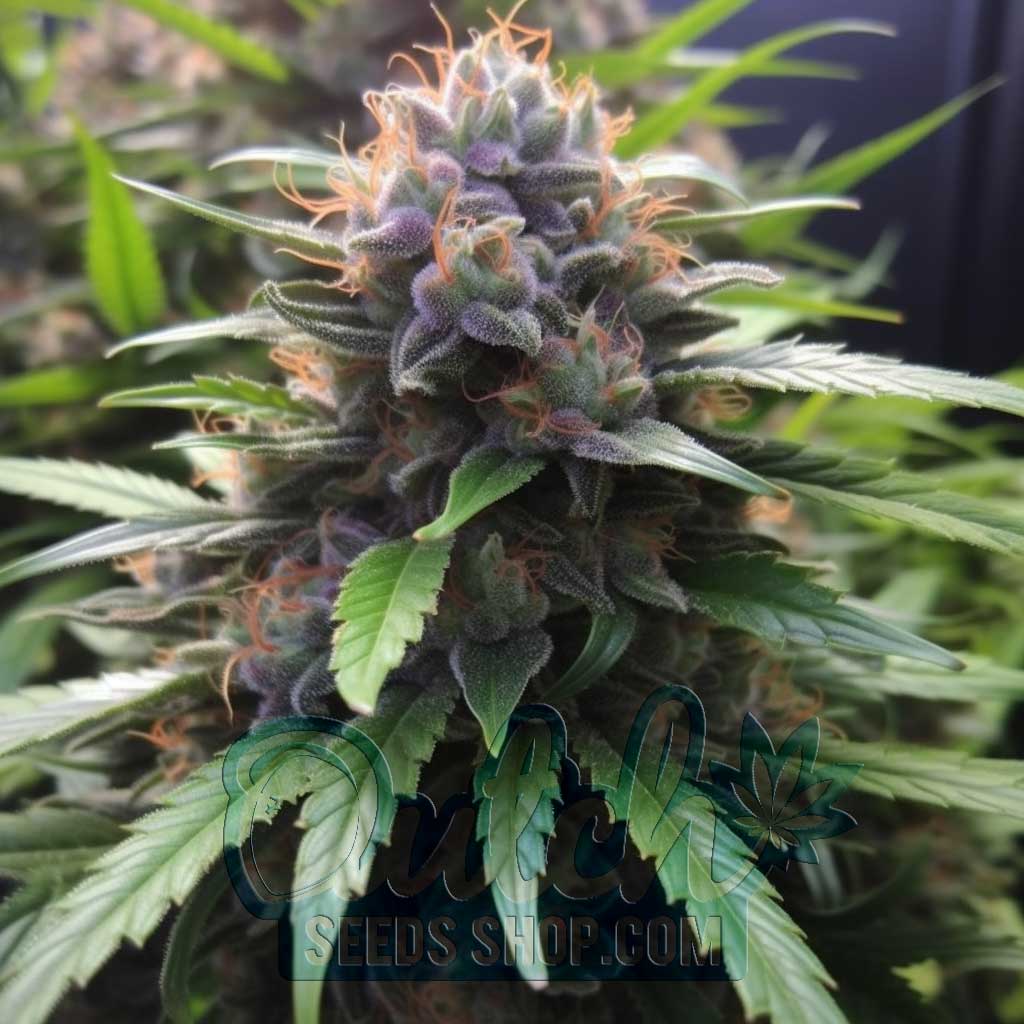 Buy Plushberry Autoflower Cannabis Seeds For Sale - DSS