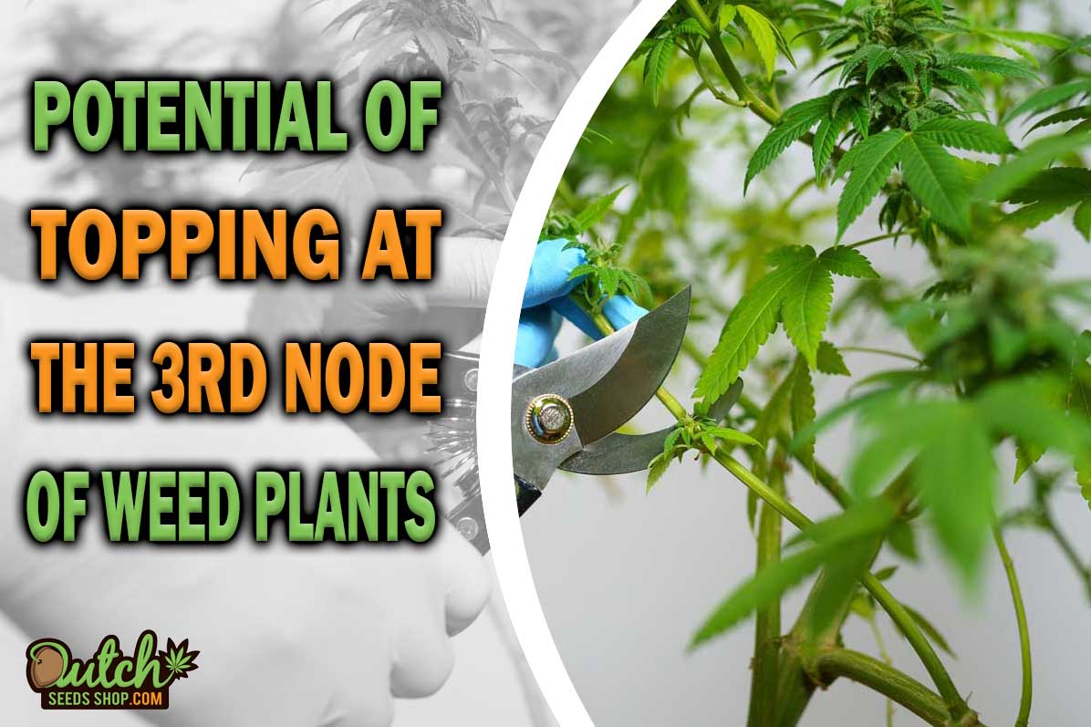 Topping at 3rd Node: Unlocking Potential of Cannabis Plants