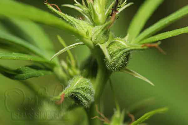 Pre-Flowering Phase: Nurturing Bud with Careful Monitoring