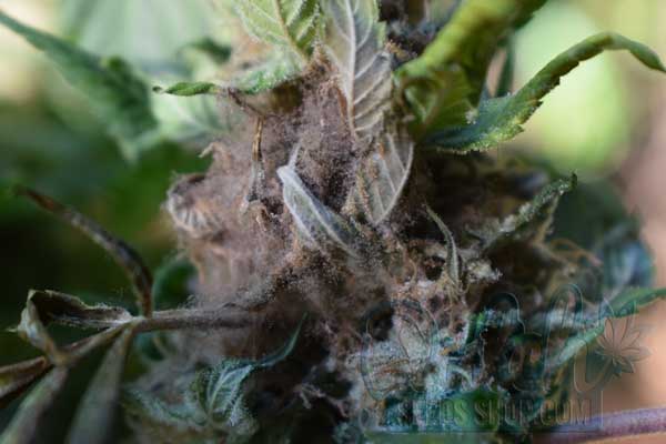 Preventing Bud Rot in Grow Rooms and Outdoors
