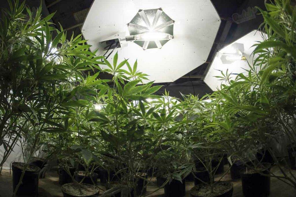 Process of Growing Regular Cannabis Seeds