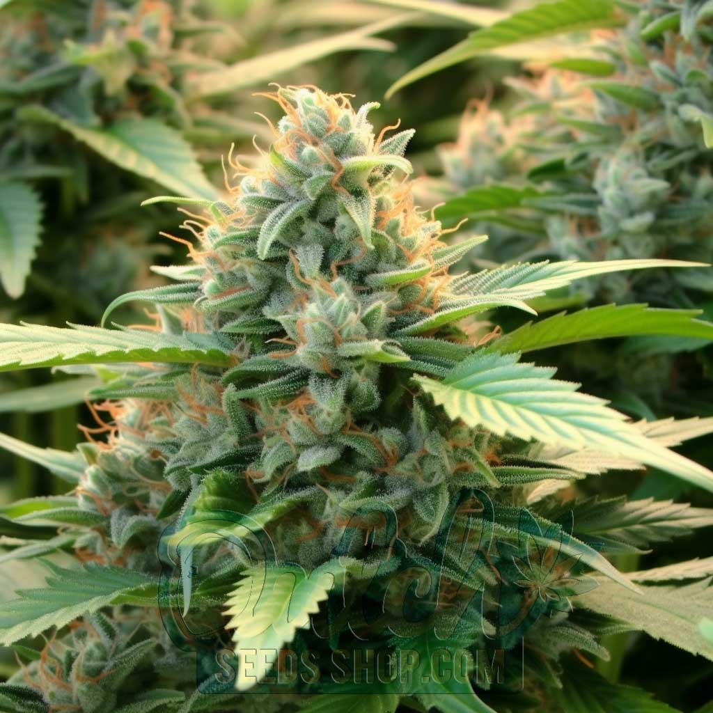 Buy Pure Power Plant Feminized Cannabis Seeds Online - DSS