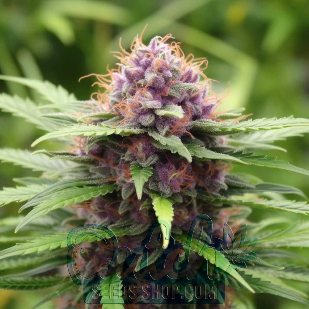 Buy Purple Haze Feminized Cannabis Seeds For Sale - DSS